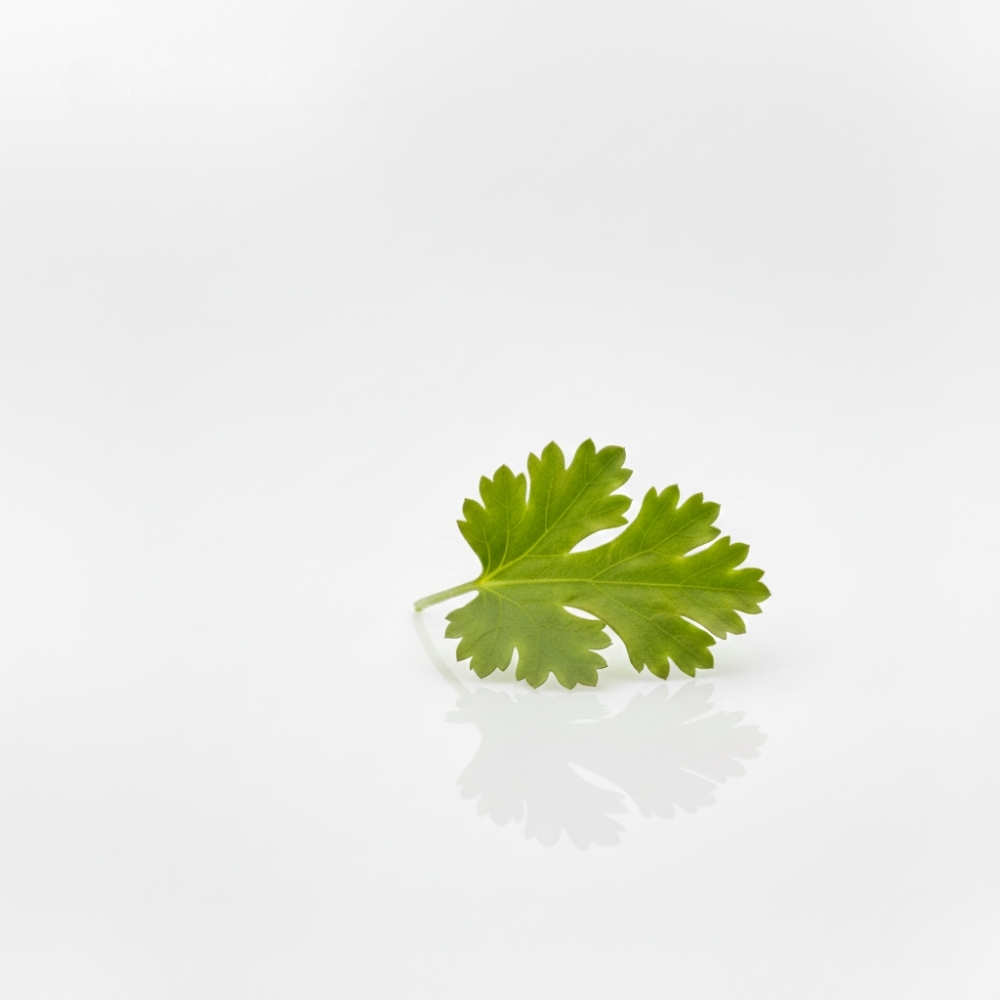Coriander