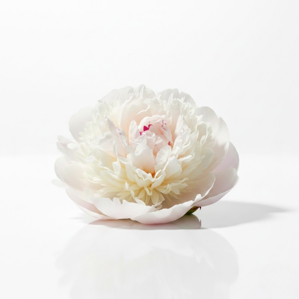 Peony
